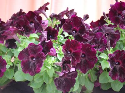 Sun-Spun Petunia Velvet 