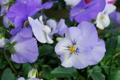 Cool Wave Viola wittrocknia Frost 