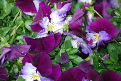 Cool Wave Viola wittrocknia Violet Wing 