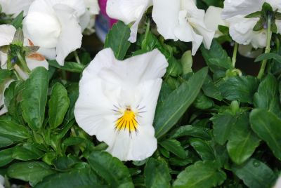 Cool Wave Viola wittrocknia White 