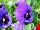 Spring Matrix Pansy Blue Blotch 