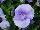 Spring Matrix Pansy Blue 