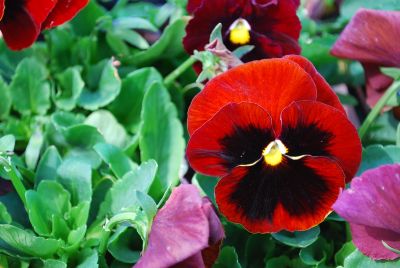 Spring Matrix Pansy Red Blotch