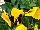 Spring Matrix Pansy Yellow Blotch 