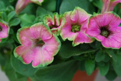 Jackson & Perkins Inc.: Petunia Limelight 