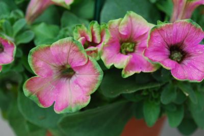  Petunia Limelight 