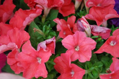Pretty Flora Petunia, floribunda Coral 