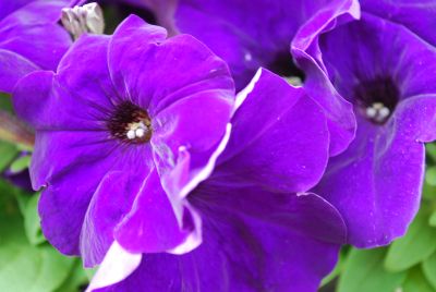 Pretty Flora Petunia, floribunda Midnight