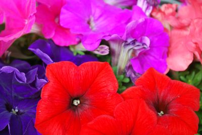 Pretty Flora Petunia, floribunda Mix