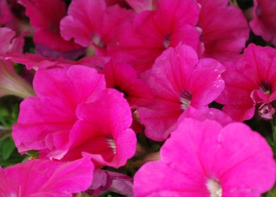 Pretty Flora Petunia, floribunda Pink 