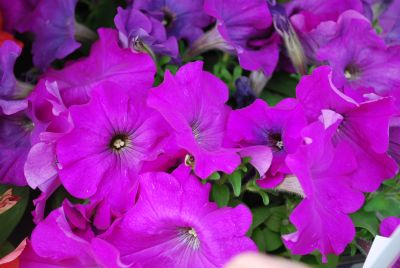 Pretty Flora Petunia, floribunda Purple