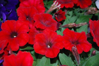 Pretty Flora Petunia, floribunda Red