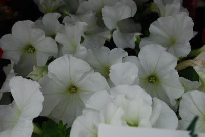 Pretty Flora Petunia, floribunda White 