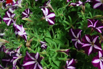 Sun Spun Petunia Purple Star 