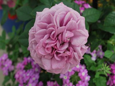 Veranda Rose-shrub Lavender 