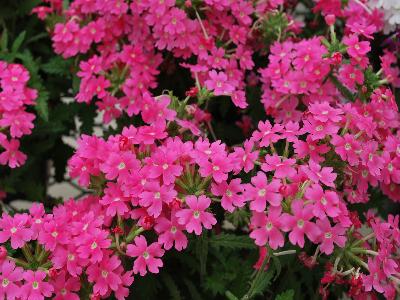 Ball Horticultural: Quartz-XP Verbena Pink 
