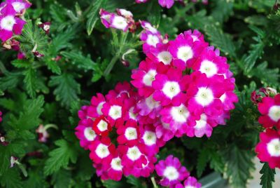 Aztec Verbena Burgundy Wink 