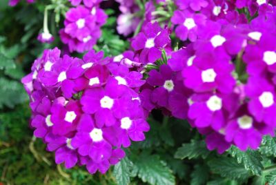 Aztec Verbena Violet Improved 