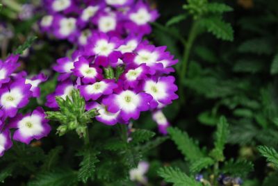 Aztec Verbena Violet Wink 