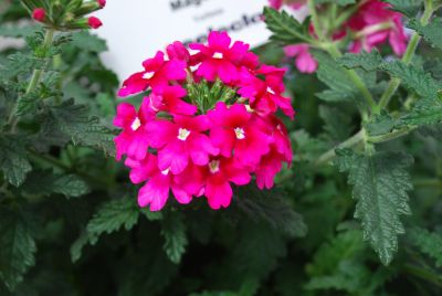 Fuego Verbena Magenta 