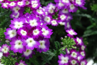 Lascar Big Eye Verbena Purple 