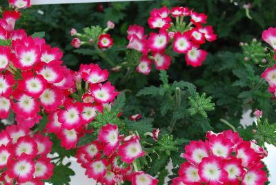 Ball Horticultural: Lascar Big Eye Verbena Red Rose 