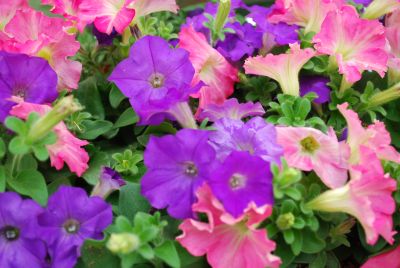 Easy Wave Petunia, spreading Rosy Dawn 