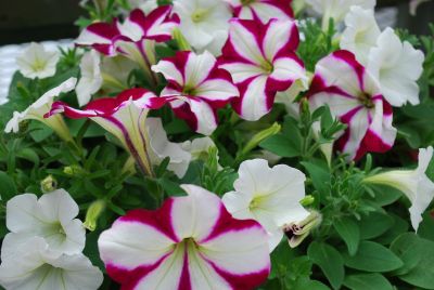 Easy Wave Petunia, spreading Burgundy Star