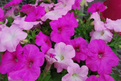 Easy Wave Petunia, spreading Mystic Pink
