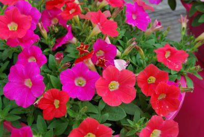 Shock Wave Petunia, spreading Rose IPD 