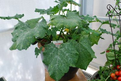 EasyPick Zucchini Green 