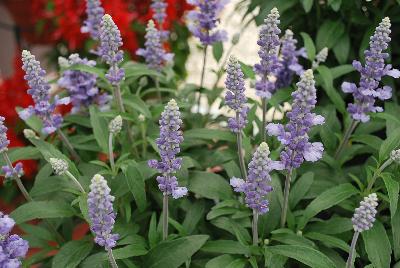 Cathedral&reg; Salvia farinacea Sky Blue 