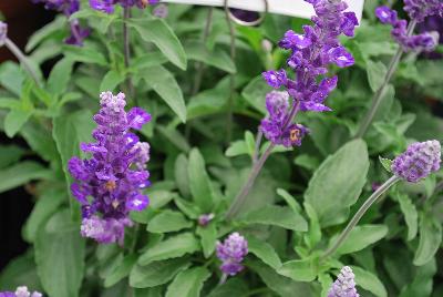 Cathedral&reg; Salvia farinacea Purple 