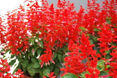 Grandstand® Salvia splendens Red Lipstick Pink