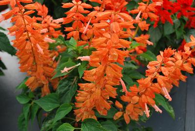 Grandstand® Salvia splendens Salmon