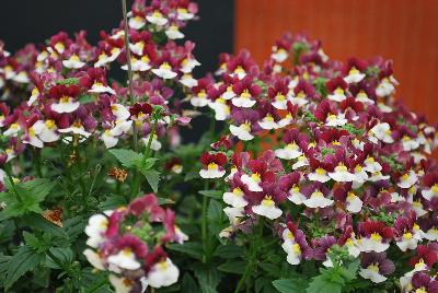 Momento™ Nemesia Burgundy Frost