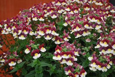 Momento™ Nemesia Burgundy Frost