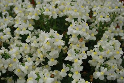 Momento™ Nemesia White