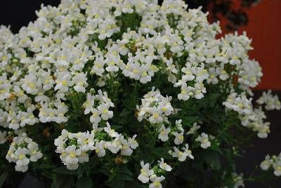 Momento™ Nemesia White 