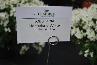 Marineland™ Lobularia White