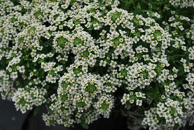 Marineland™ Lobularia White