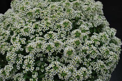 Marineland™ Lobularia White