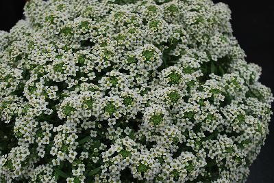 Marineland™ Lobularia White 