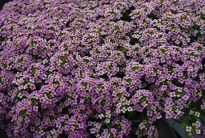 Marineland™ Lobularia Lavender