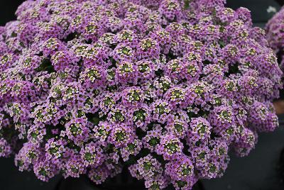 Marineland™ Lobularia Lavender 