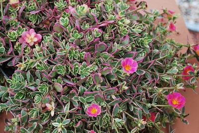 Hot Shot® Purslane Flambeau Rose 