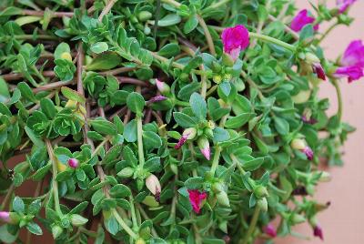 Hot Shot® Purslane Fuchsia 