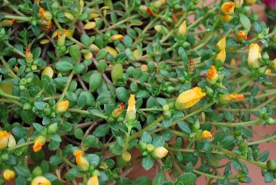 Hot Shot® Purslane Yellow 