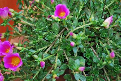 Hot Shot® Purslane Rose 