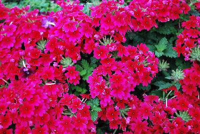 Vivid® Verbena Brilliant Rose 